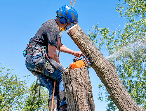 Tree service and property cleanup in Atlanta, Georgia