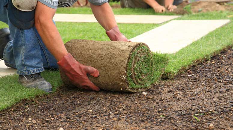 Fresh sod installation beside a concrete driveway in Atlanta, Georgia